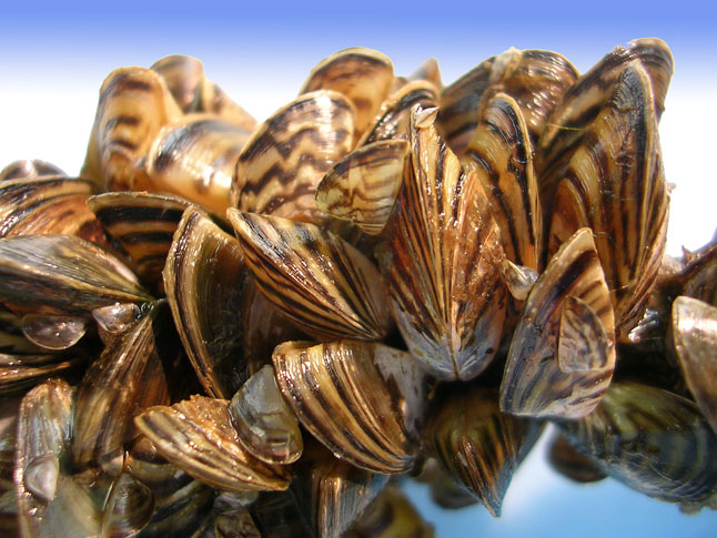 Invasive species like these zebra mussels can form dense monocultures and impact ecosystems, hydro-electric facilities, and recreational opportunities. Photo courtesy of the US Fish and Wildlife Service
