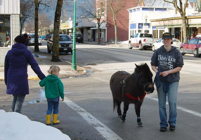 You can almost hear that young girl thinking "I wish i had a pet like that" as Emily Wright leads her miniature mule, Grower, for a walk down First Street West on Saturday. David F. Rooney phot
