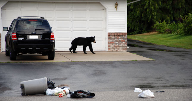 Our ursine friends are up and about and, judging by the reports coming in to Revelstoke Bear Aware, hungry enough to eat your garbage. What? Bears eat trash? Of, course they will — if they can; that’s nothing new, but it is a little early for them. The first confirmed sighting of the year was registered with Bear Aware on Tuesday. But that sighting in the Big Eddy was likely not a one-off as Bear Aware Coordinator Sue Davies says she has heard of other sightings as well. Janette Vickers photo