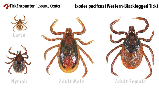 The early arrival of spring weather this year means many of us are spending more time enjoying the great outdoors. And we aren’t the only ones basking in the unseasonable warmth. The change in weather also brings out ticks – small bugs that feed on the blood of humans and animals and can sometimes transmit disease. Photo courtesy of the TickEncounter Resource Centre