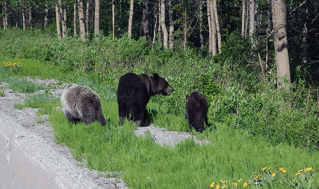  A Parks Canada staffer just took this picture Wednesday morning of a grizzly family grazing on the side of the highway in Glacier. "If you could include this photo we would appreciate it as we really want people to be careful when driving," Parks Communications Officer Jacolyn Daniluck told The Current. Jim Phillips photo courtesy of Parks Canada