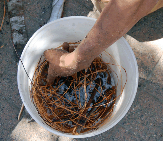 Louie reaches into a bucket for a another root. He uses cedar and wild cherry roots as lashings. David F. Rooney photo