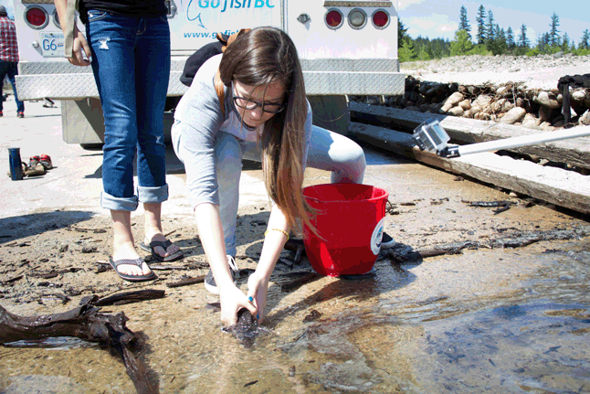 SHELTER BAY — The young sturgeon may have been small but they were nonetheless powerful creatures; You had to grasp them firmly when you lifted them from the pail. Sarah Mickel photo