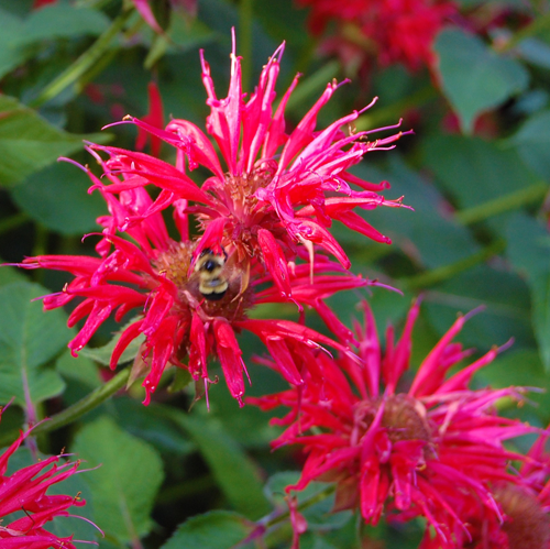 Just as they do at Lisa's the local been population love her bee balm. David F. Rooney photo