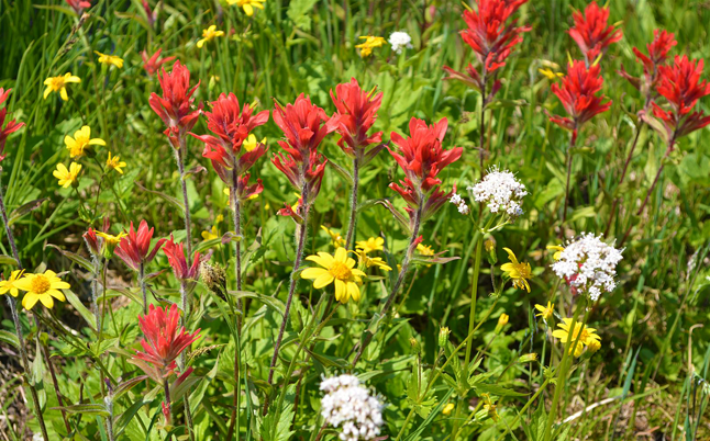 If you have some time you really should head up to the top of the mountain to enjoy these beautiful bursts of natural colour. Laura Bear photo courtesy of Parks Canada