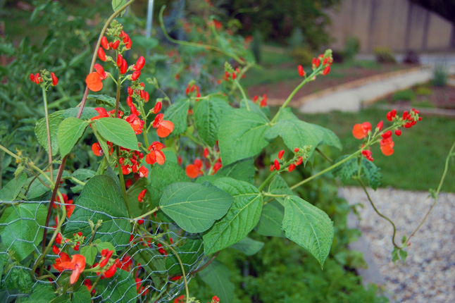Scarlet runners produce large quantities of beans and they're pretty, too! David F. Rooney photo