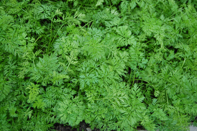 This lacy, green foliage means one thing: healthy carrots. David F. Rooney photo