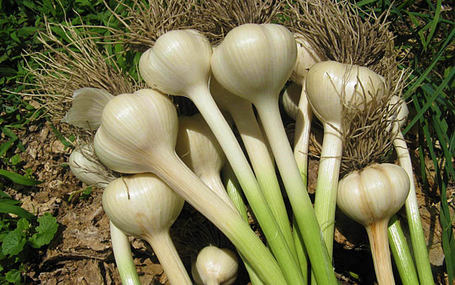 Garlic lovers have a few things to look forward to over the coming weeks with garlic festivals in Grindrod, New Denver and Revelstoke. Photo courtesy of healtheatingfood.com