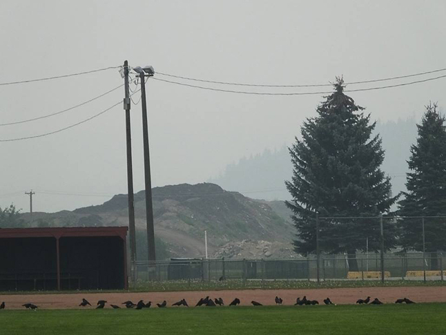 The dense smoke in the sky couldn't disguise the fact that there was a murder on one of the ball diamonds at Centennial Park earlier this week... a murder of crows to be precise. Bob Gardali photo