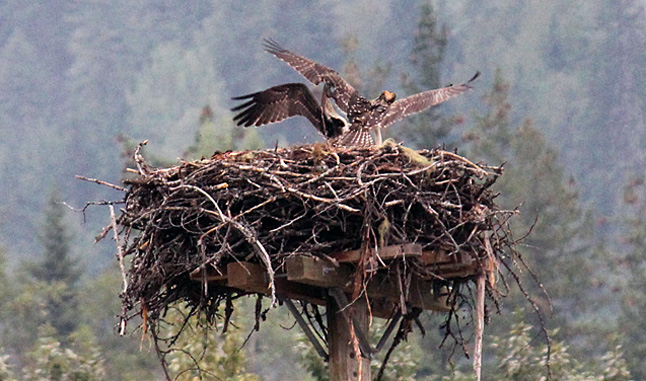 Susan Davidson captured this great photo of the ospreys nesting in the Greenbelt. Their chicks are just about ready to fly from the nest. Susan sent this photo to Shaun Aquiline at EZ Rock who forwarded on to The Current. Thanks to both of them for sharing it with the rest of the community. Susan Davidson photo