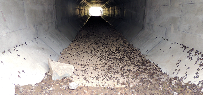 Toadfest will be held earlier than normal this year as the warm spring and hot summer forced the annual migration of toadlets, such as these little guys traversing the migration tunnel beneath Highway 6, to start earlier ever before seen.Fish and Wildlife Compensation Program photo