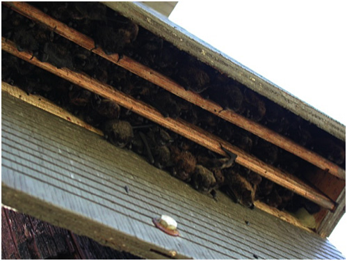 Bats in bat-house. Photo courtesy of Bob Young 