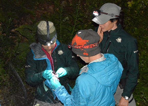 Researchers carefully untangle the fine netting from a male Little Brown Bat. Photo courtesy of Parks Canada