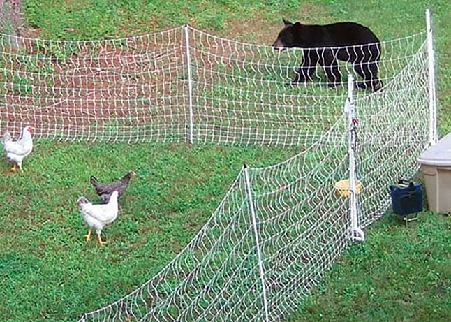 An electric fence deters a bear from dining out on some backyard chickens. Photo courtesy of Revelstoke Bear Aware