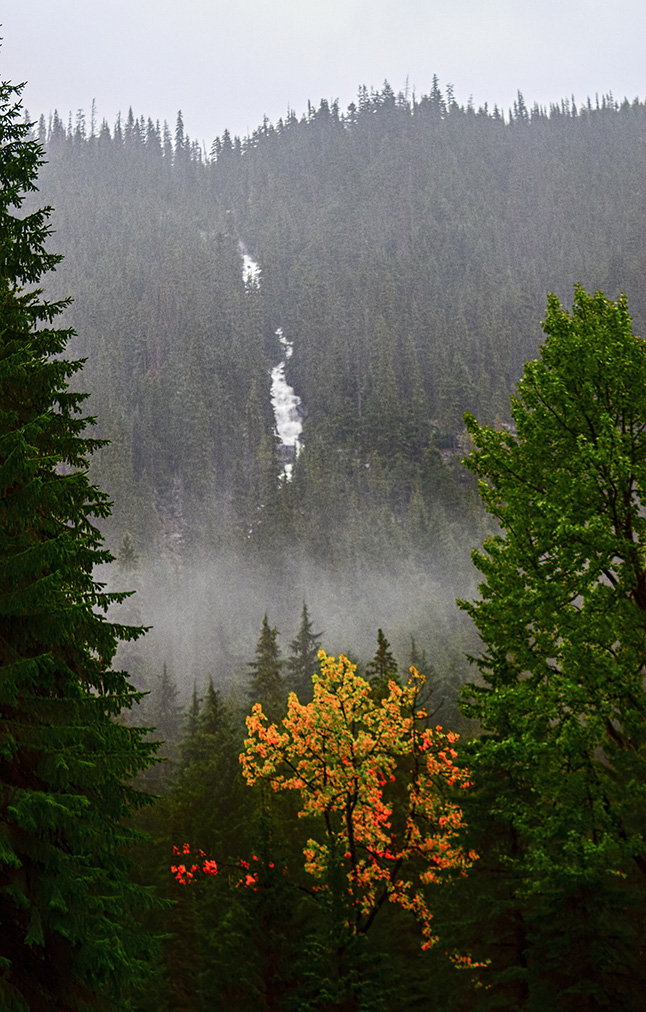 Sami Legebokow's photo captured this bright splash of autumn colour perfectly lined up with a stream coursing down a dark evergreen mountain slope. Sami Legebokow