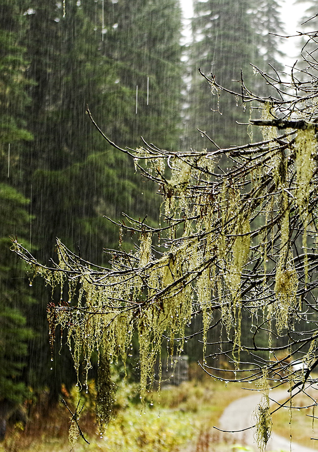 Megan Cottingham's image captured the mood of our Interior Rainforest during autumn. Megan Cottingham photo