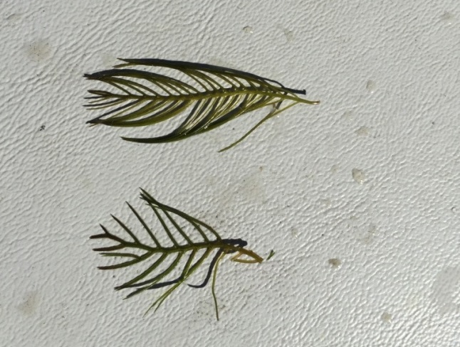 Pictured above are the invasive Eurasian milfoil (top) and the native milfoil (bottom).