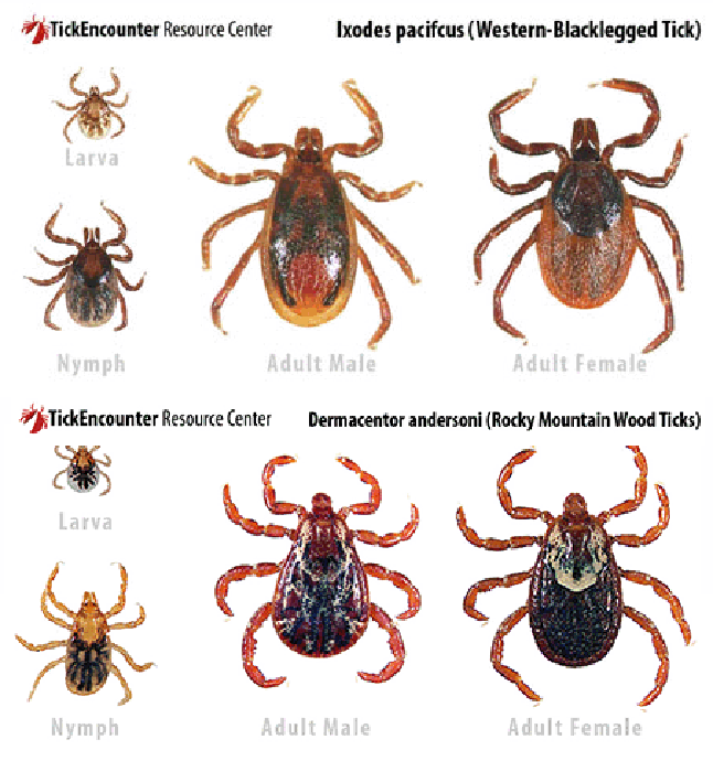 Here are two of the tick species you may encounter in our region. The top one, the western black-legged tick is a known carrier of the bacteria that causes Lyme disease. The Rocky Mountain wood tick does not, but like all tick species it is a vector for other diseases. Images courtesy of the TickEncounter Resource Centre