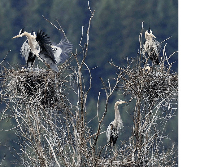 If you have recently seen any heron nest sites, active breeding colonies, or large groups of herons repeatedly gathering and feeding in the area, then the West Kootenay Naturalists' Association wants to know. Parson Phil Payne photo courtesy of the Fish and Wildlife Compensation Proigram