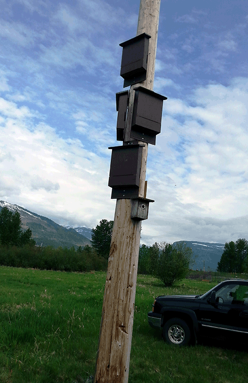Some of the houses were attached to the pole that supports the osprey nest. Photo courtesy of the Illecillewaet Greenbelt Society
