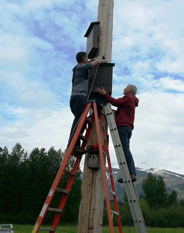 BC Hydro's Adam Croxall and Greenbelt Director Wayne Martin install bat boxes on the ospreys' nesting pole west of the Mark Kingsbury Pedestrian Bridge over the Illecillewaet River. .Photo courtesy of the Illecillewaet Greenbelt Society