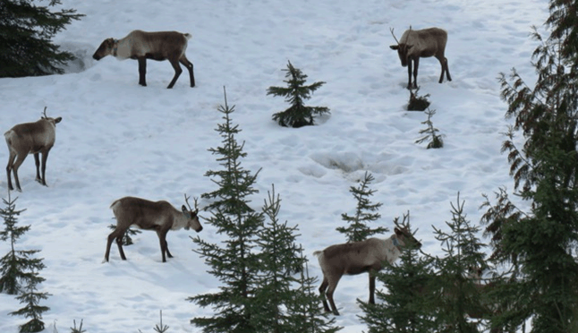Mountain Caribou recovery has come under a lot of scrutiny as herd sizes continue to dwindle across most of the range. Photo courtesy of Wildsight