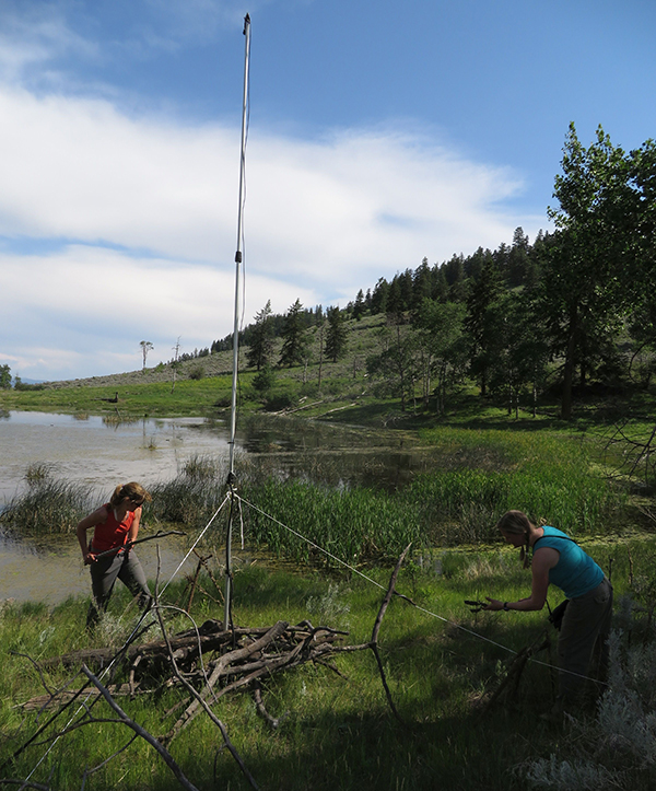 Researcher sets up a passive bat detector to record bat ultrasound as bats fly at night. Photo courtesy of Cori Lausen