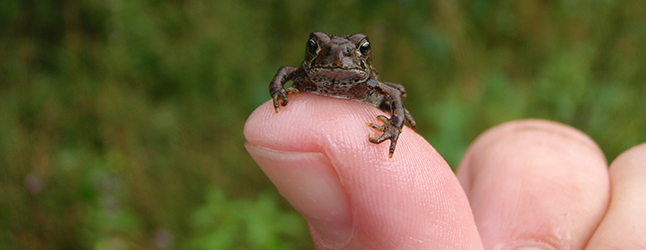 Toadfest at Summit Lake Provincial Park near Nakusp will be held on Wednesday July 27, between 4 and 7 pm, and on the following morning between 9 am and noon. The free, fun, family event is primarily held to raise awareness about the Western Toad: about its natural history and life cycle, habitat requirements, and the challenges it faces. One of the major challenges the toadlets face is to cross Highway 6 at Summit Lake. There they run the risk of getting squashed as they migrate from the lake’s shoreline to the upland habitat where they mature. Photo courtesy of the Fish & Wildlife Compensation Program