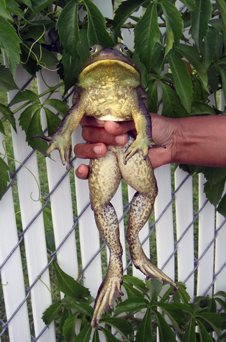 The American bullfrog is the largest frog in North America, and reproduces rapidly. It can be identified by its size for mature adults; reaching up to 20 cm in length and up to 800 g in weight. The size and strength of the American bullfrog makes them great competitors, often defending their territory taking food and habitat away from native amphibians. Photo courtesy of the Invasive Species Council of BC