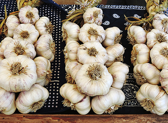 For a taste of everything garlic and more, bring your lawn chair and plan to spend the day at the Seventh Annual Grindrod Garlic Festival on Saturday, August 21. Enjoy live music, art, crafts and local produce by the Shuswap River. Photo courtesy of the Grindrod Garlic Festival