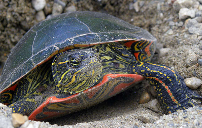 The Fish & Wildlife Compensation Program (FWCP) has now opened its annual intake of fish and wildlife grant applications. This painted turtle is one that will benefit from grants aimed at improving its Red Devil Hill nesting territory. Photo courtesy of the Fish and Wildlife Compensation Program