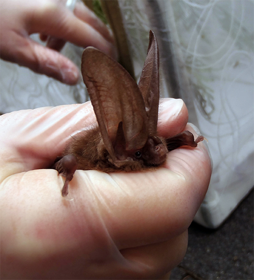 Bats have developed a poor reputation as being the main transmitters of rabies in BC. Townsend's big-eared bat being carefully held by a trained bat specialist with a gloved hand. Photo courtesy of Paige Erickson-McGee of Habitat Acquisition Trust