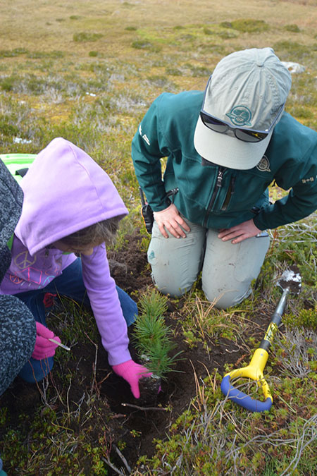 In the past few weeks, Grade 6 and 7 students from Arrow Heights and Columbia Park elementary schools contributed to whitebark pine restoration efforts in Mount Revelstoke National Park by planting seedlings. Whitebark pine trees play a significant role in the sub-alpine environment where they are found. Unfortunately, an introduced fungus, called white pine blister rust, is causing declines across the species’ range and whitebark pine are now considered endangered. The students first learned about whitebark pine and Parks Canada’s restoration program with a visit to the park in February 2016. They followed up this fall with hands-on conservation work. Photo curtsy of Parks Canada