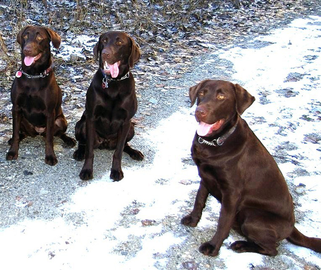 Posing with two of his buddies, Charlie Brown, the handsome one on the right, is BJ Little's current running partner. Not interested in treeing bears, Charlie can't resist harassing a feisty squirrel or horking down a dead mouse. Photo courtesy of BJ Little